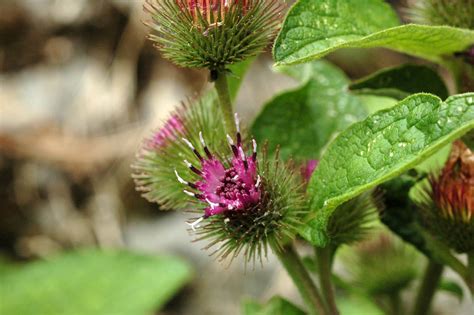 Arctium lappa (Asteraceae) image 5749 at PhytoImages.siu.edu