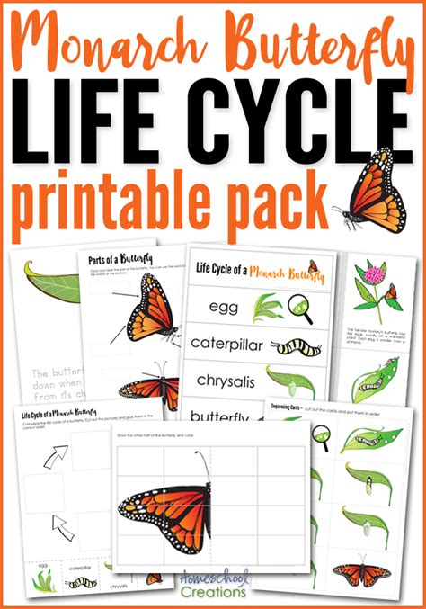 Monarch Butterfly Life Cycle Printables