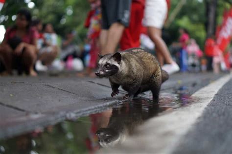 Animal Poop Coffee: Full Of Health Benefits You'd Never Expect