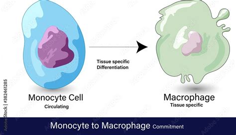 vector of differentiation of monocyte to macrophage cell which is a phagocytic cell involved in ...