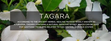 Tagar - Health Benefits, Uses and Important Facts - PotsandPans India