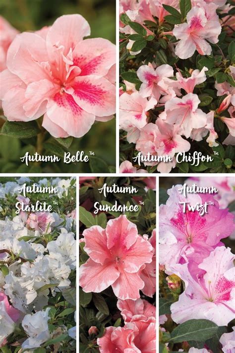 four different types of flowers with names