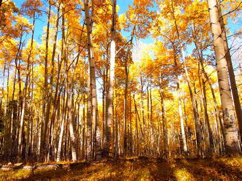 Viewing Colorado’s Spectacular Aspen Trees | Sage Outdoor Adventures