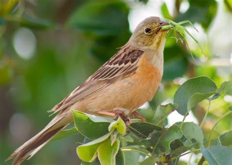 What Do Grasshoppers Eat? - The Good and the Beautiful