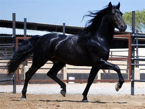 Tennessee Walking Horse Show 2024 - Wini Amandie