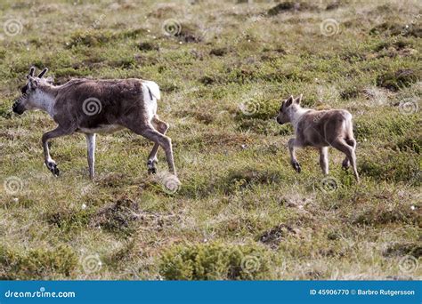 Reindeer with calf stock photo. Image of nature, halfwild - 45906770