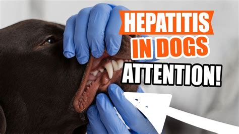 Hepatitis in Dogs - Symptoms, Treatments & Prognosis