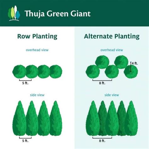 Dwarf Arborvitae Size Chart