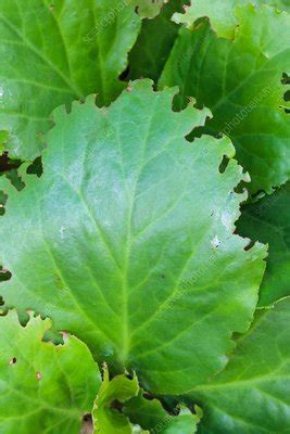 Vine weevil damage - Stock Image - C014/1398 - Science Photo Library