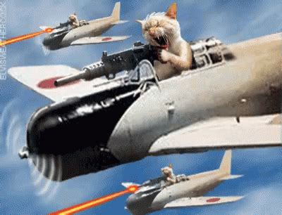 Air Force Cat GIF - AirForce Cat Gun - Discover & Share GIFs