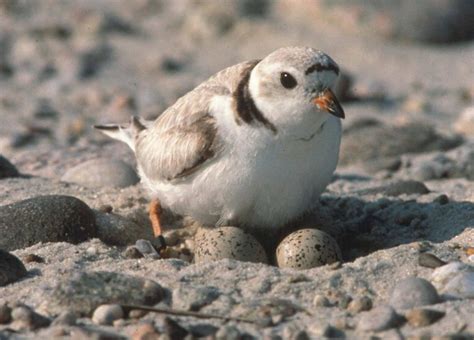 Piping Plover - Charadrius melodus | Wildlife Journal Junior