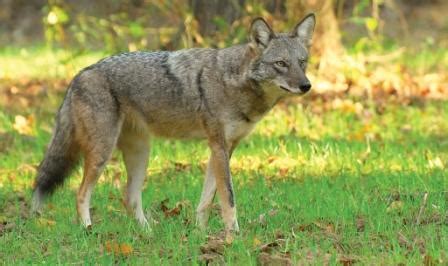 Coydog | Coyote Dog Mix ~ Behavaiour, Info, Sound, Pictures