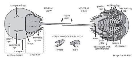 Diagram showing the anatomy of the horseshoe crab, top side and underside #horseshoecrab Key ...