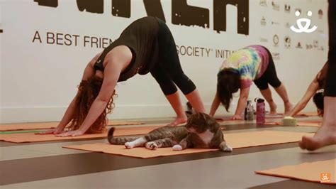 What Is Cat Yoga? - Friendly Claws