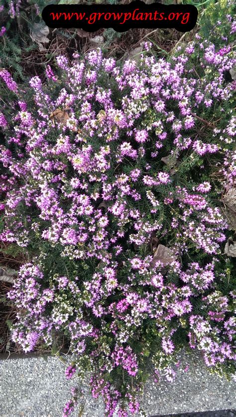 Heather plant - How to grow & care