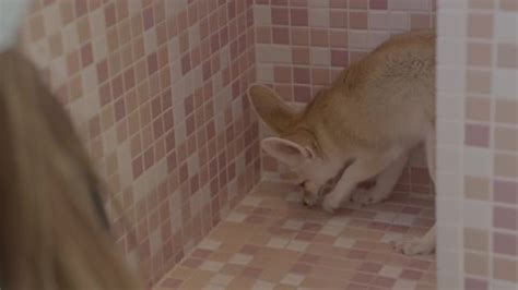 This Video Shows Cute Pet Fennec Stock Footage Video (100% Royalty-free ...