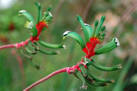 Flowering plants that love to grow in winter - hipages.com.au