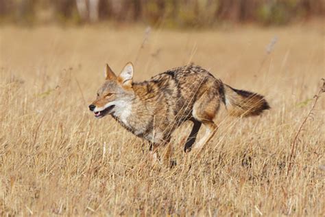 Are Coyotes Killing Your Deer? - Petersen's Hunting