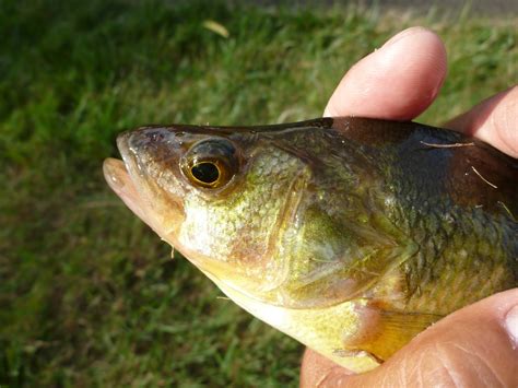 The Life Amphibious: Biggest Catch of the Day Part 3 - Yellow Perch