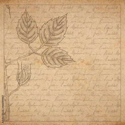 Vintage old paper texture with frame and engraved slyle rose twig and handwriting letter poems ...