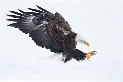 Pin by Shirley-Ann Kwakernaak- van Bo on roofvogels | Bald eagle, Wildlife photography, Birds of ...