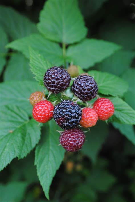 Free Images : fruit, berry, flower, bush, food, produce, black, blackberry, shrub, fruits ...