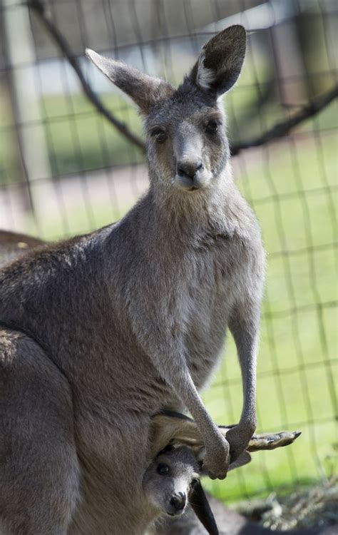 Kangaroo Joeys Take a Peek at Their First Spring - ZooBorns