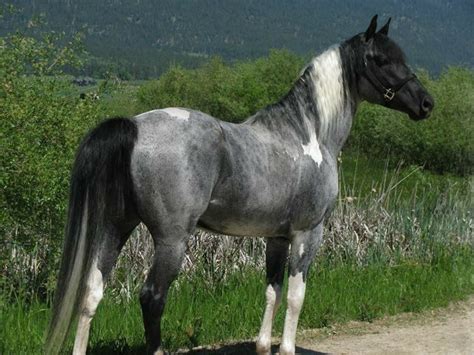 Pin by Jodi Day on Equine - Paint, Pinto, and Appaloosa | Horses, Pretty horses, Beautiful horses