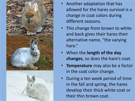PPT - The Snowshoe Hare A Study in Adaptations and Climate Change ...
