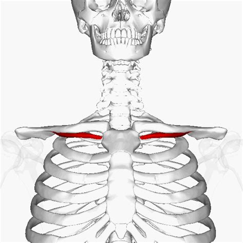 Strengthen and Stretch Your Subclavius Muscle