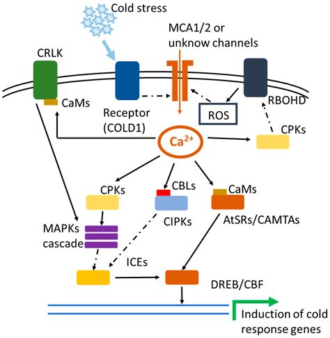 IJMS | Free Full-Text | Calcium Signaling-Mediated Plant Response to ...