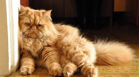 What Causes Matted Cat Fur & How Can I Get Rid of It?