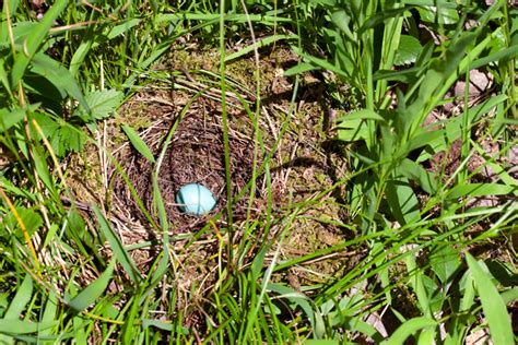 Bill Hubick Photography - Hermit Thrush (Catharus guttatus)