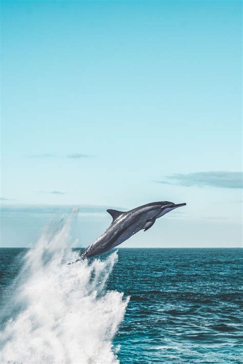 Dolphin Jump Wallpapers - Top Free Dolphin Jump Backgrounds - WallpaperAccess