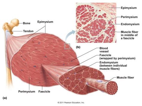 What is Fascia?