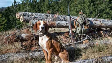 Experience the Thrill of Deer Hunting Dogs