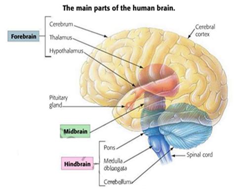 Snippd: The Central Nervous System