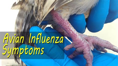 AVIAN FLU Clinical Signs, Bird flu symptoms in backyard chicken ...