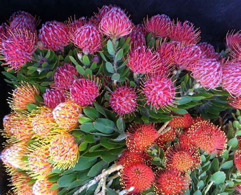 Swallows Nest Farm: Pincushion Proteas