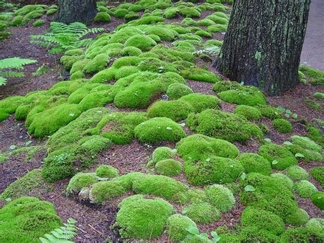 moss garden | Moss garden, Outside plants, Planting flowers