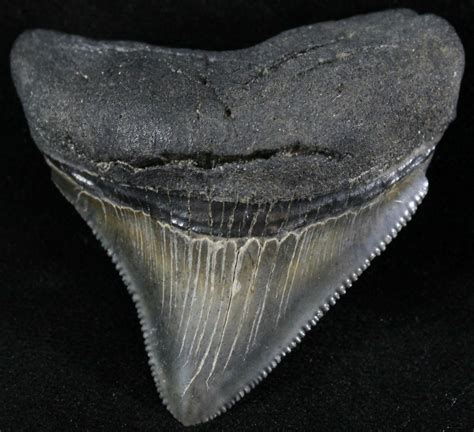 Serrated, 2.39" Posterior Megalodon Tooth For Sale (#23730) - FossilEra.com