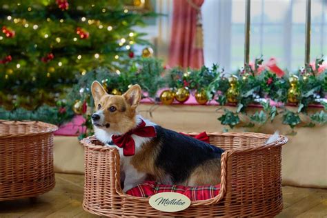 A Royal Corgi Christmas Final Image Assets | Celebrating The Soaps