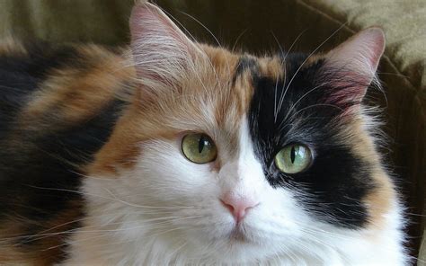 Calico cat portrait HD wallpaper | Wallpaper Flare