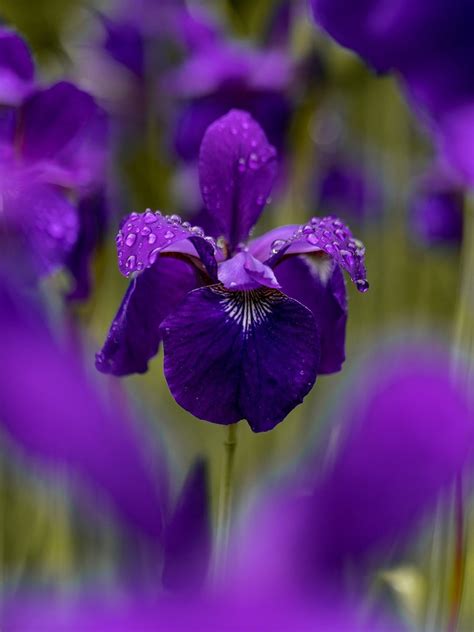 What Is The Symbolic Meaning Of The Iris Flower? — Amanda Linette Meder