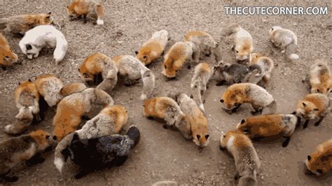 Fox Cute Animals GIF - Find & Share on GIPHY