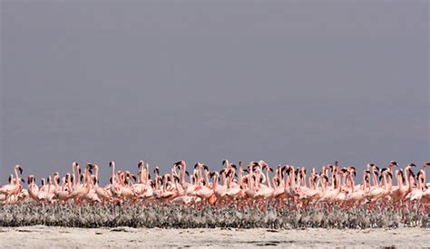 Flamingos at Risk of Losing a Mating Lake - The New York Times