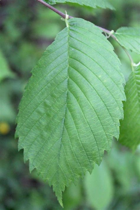 Slippery Elm Tree Leaf