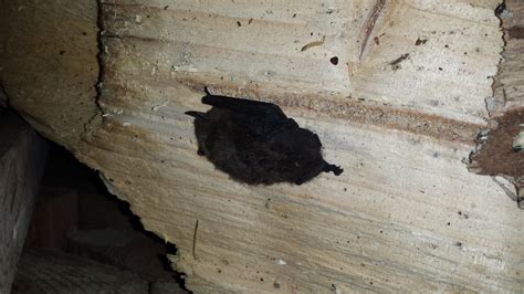 The Bat’s Are Returning — Habitat Acquisition Trust