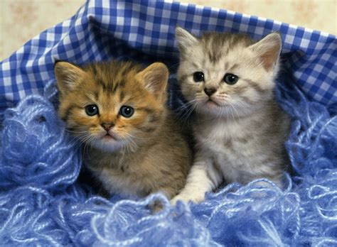 Adorable Kittens: Cute and Playful Feline Friends | HDWalle