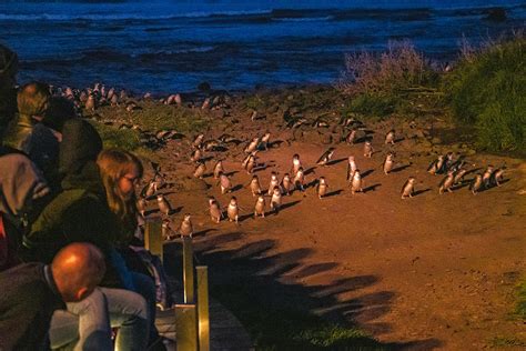 Phillip Island Penguin Parade: 23 Essential Things You Should Know Before You Go | The Intrepid ...